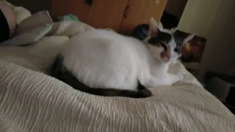 Je vend mes chat sais deux sœur a causse des mes problème de santé