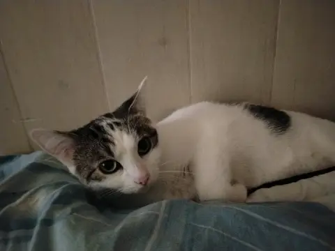 Je vend mes chat sais deux sœur a causse des mes problème de santé photo 2