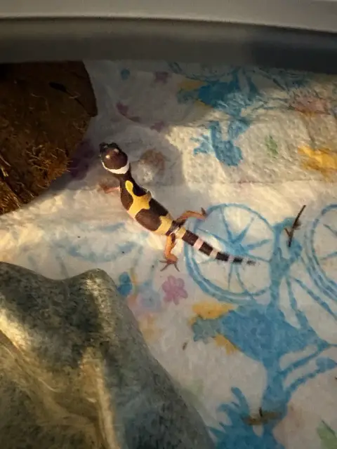 2 Bébé Gecko Léopard photo 3