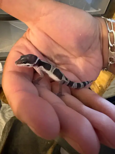 2 Bébé Gecko Léopard photo 6