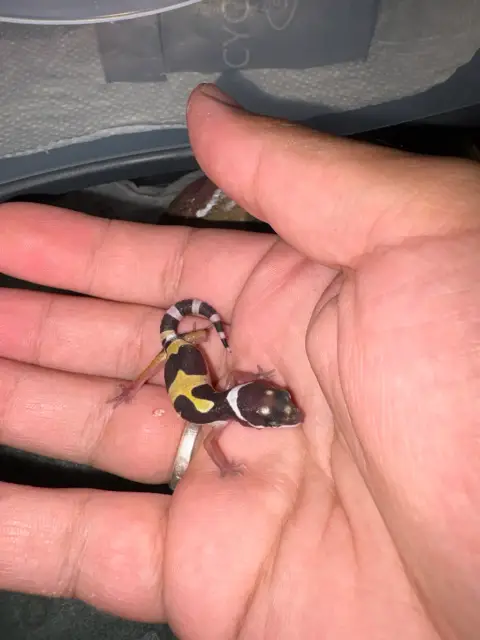 2 Bébé Gecko Léopard photo 2