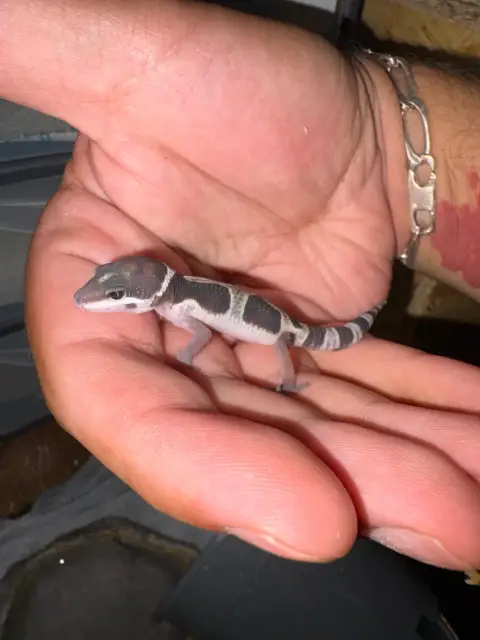 2 Bébé Gecko Léopard photo 4