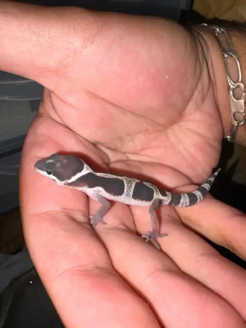 2 Bébé Gecko Léopard photo 5