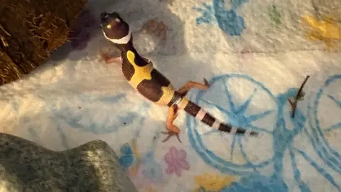 2 Bébé Gecko Léopard