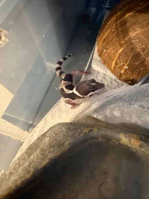 2 Bébé Gecko Léopard photo 4