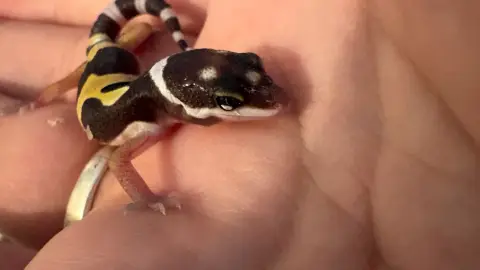2 Bébé Gecko Léopard