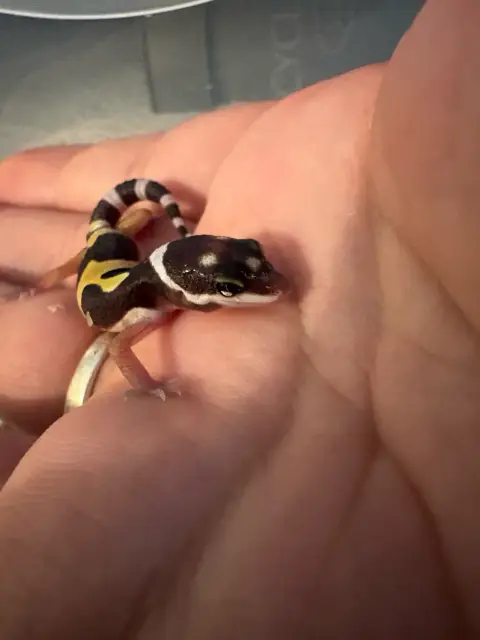 2 Bébé Gecko Léopard photo 3