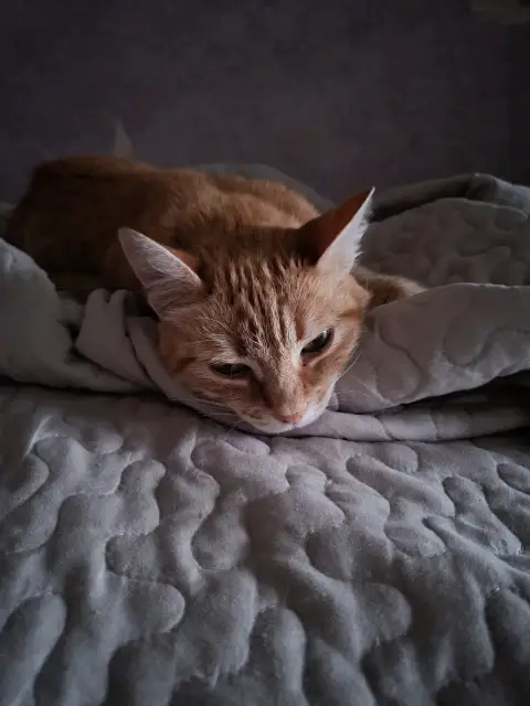 Daisy photo 3
