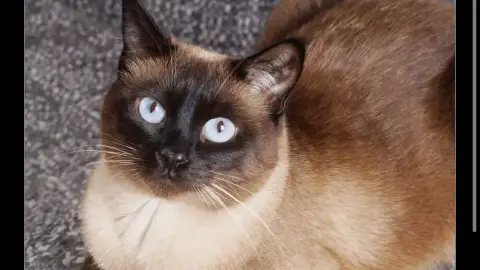 Bonjour je recherche une chatte siamoise