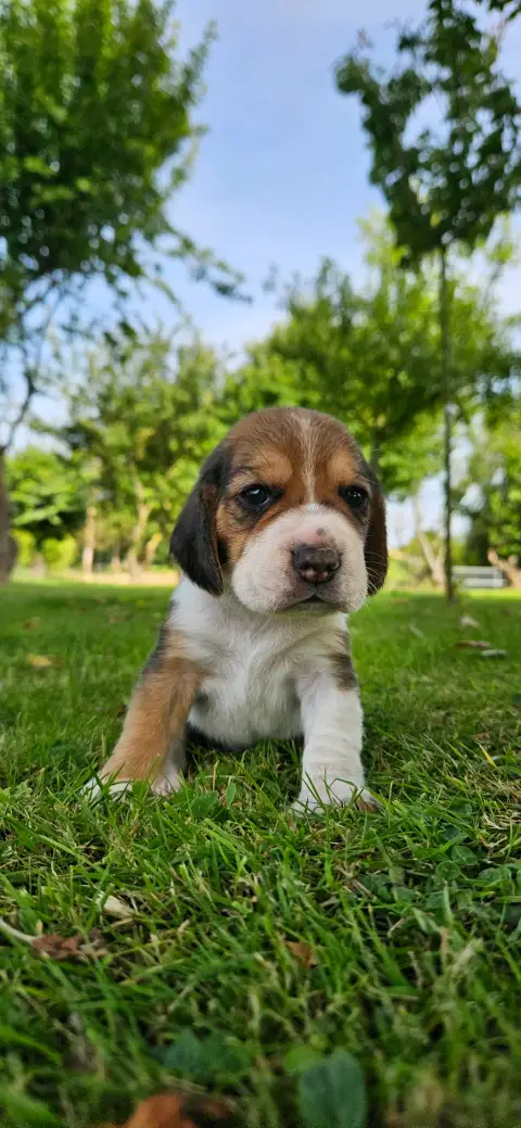 Chiot beagle LOF pure race photo 4