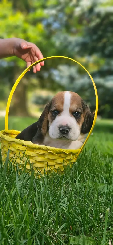Chiot beagle LOF pure race photo 3