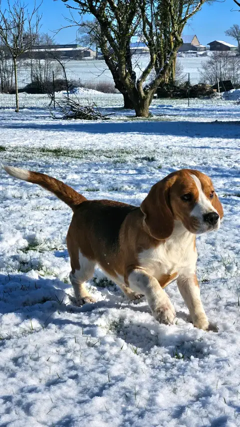 Chiot beagle LOF pure race photo 5