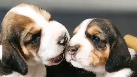 Chiot beagle LOF pure race