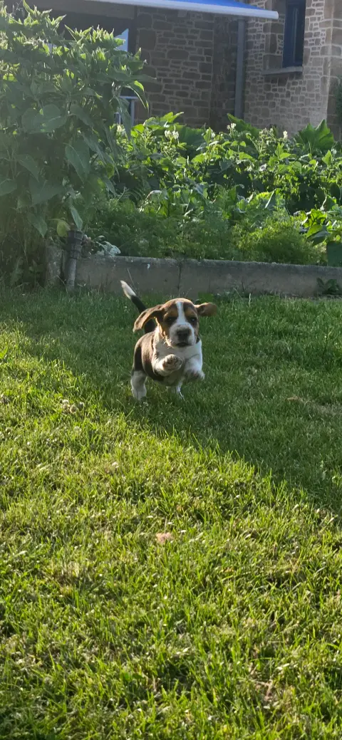 Chiot beagle LOF pure race photo 2