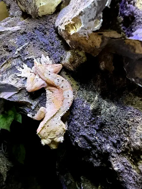 Gecko a crête photo 3