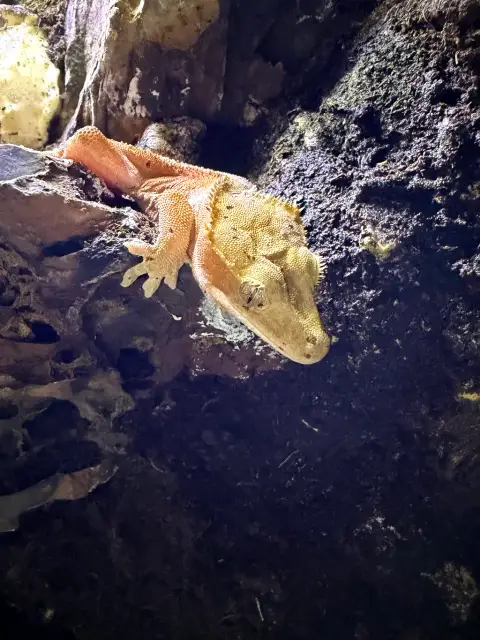 Gecko a crête photo 2