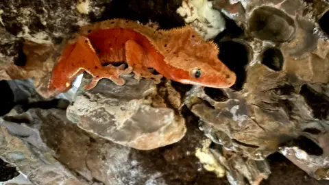 Gecko a crête