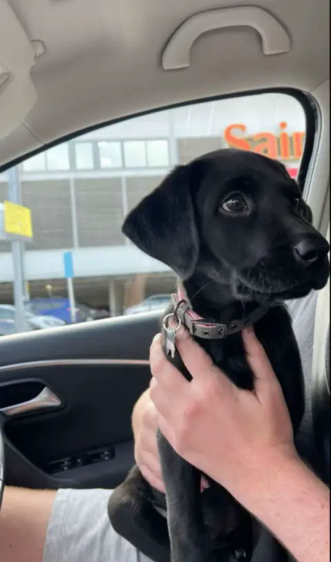 Don somptueux Labrador photo 2