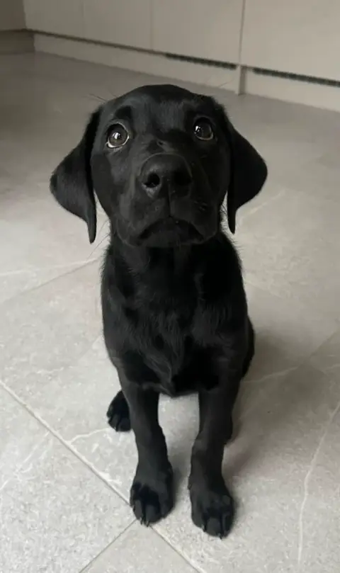 Don somptueux Labrador