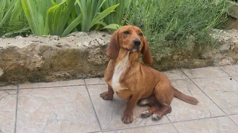 Adorable Teckel / Urgent photo 3