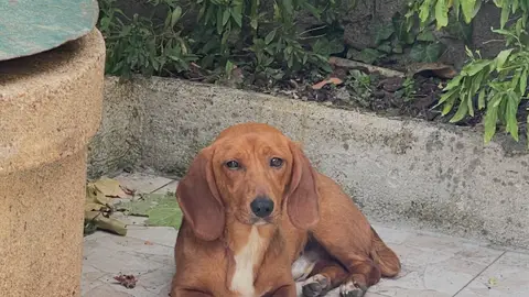 Adorable Teckel / Urgent