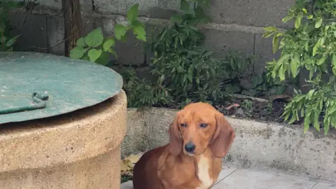 Adorable Teckel / Urgent photo 2