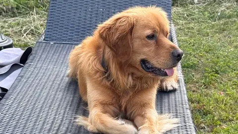 Chien Très Gentil Et Joueur Cherche Nouvelle Famille... photo 2