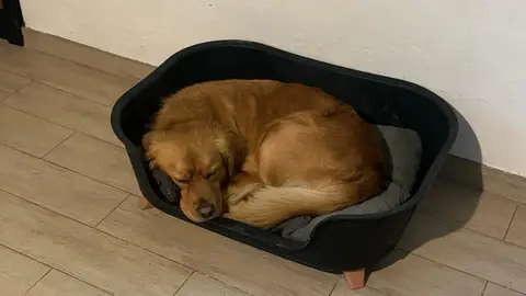 Chien Très Gentil Et Joueur Cherche Nouvelle Famille... photo 4