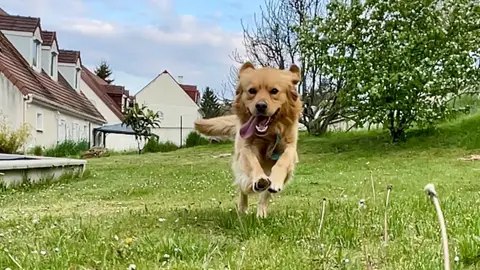Chien Très Gentil Et Joueur Cherche Nouvelle Famille... photo 5