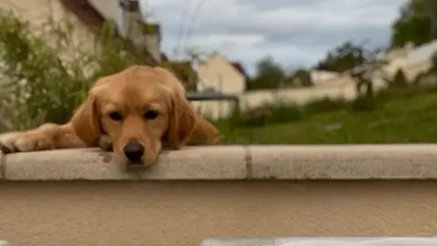 Chien Très Gentil Et Joueur Cherche Nouvelle Famille...