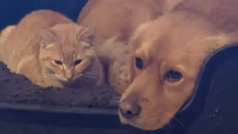 Chien Très Gentil Et Joueur Cherche Nouvelle Famille... photo 3