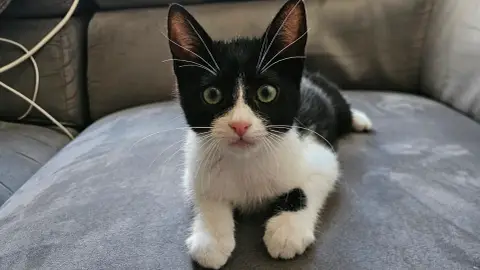 Adorable chaton noir et blanc à adopter
