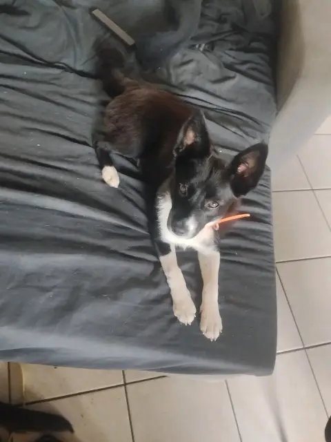 Chiot de photo 5