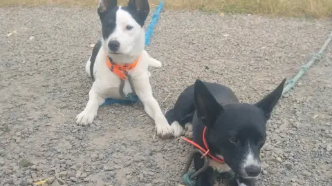 Panda et rasta