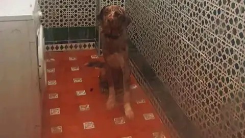 Se Llama Yino