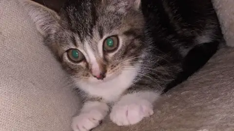 Chaton