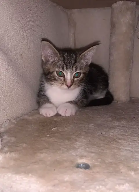 Chaton photo 2