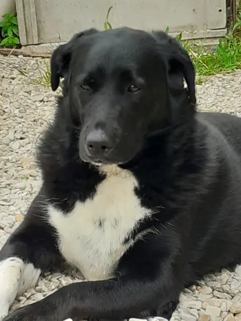 Donne Chienne photo 2