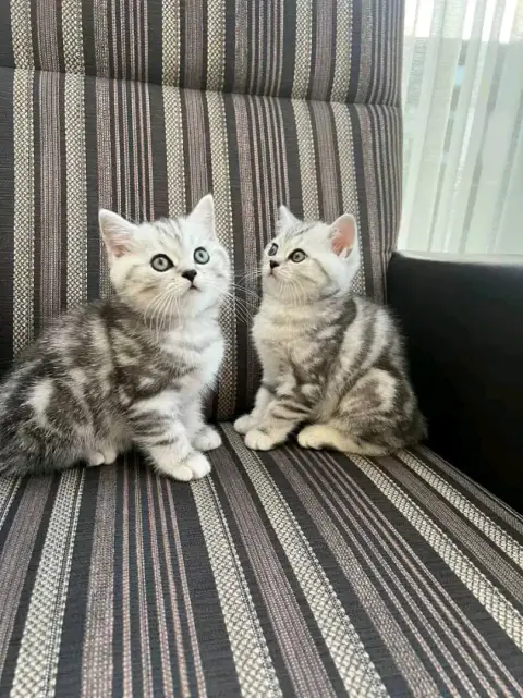 British shorthair en adoption