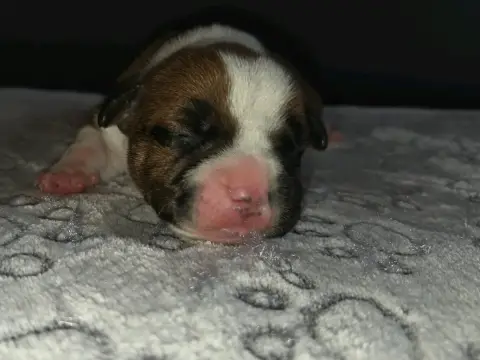 Chiot Staffordshire bull terrier photo 2