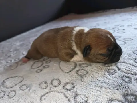 Chiot Staffordshire bull terrier photo 4