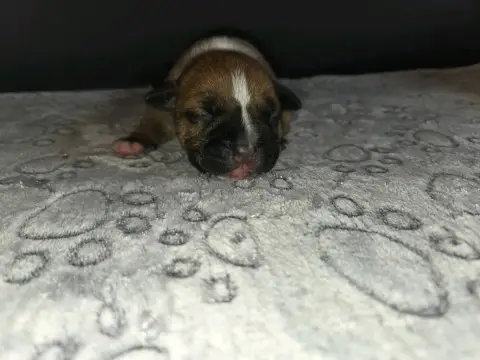 Chiot Staffordshire bull terrier photo 3
