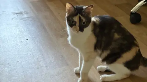 Chats à donner