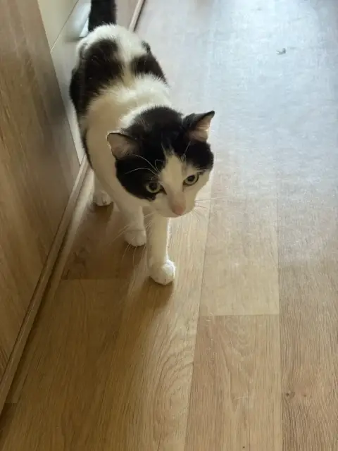 Chats à donner photo 2