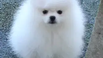 A donner Spitz nain contre bon soins