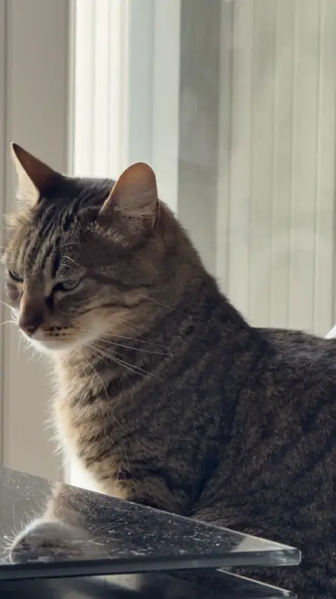 Chat à adopter