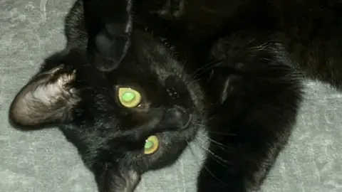 Je Donne Une Petite Chatte