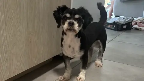 Donne Lhassa apso
