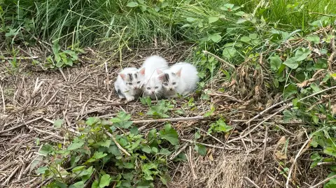 Donne chatons
