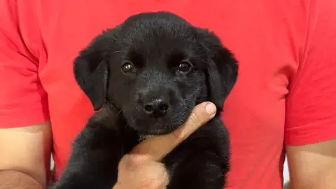 Labrador à donner retrouver dans la rue